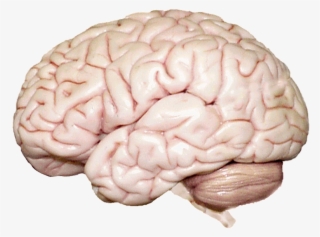 Location - Grooves In The Brain Called