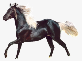 Aesthetically Beautiful Horse Png - Stallion