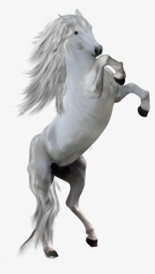 800 X 1356 1 - White Horse Front Png