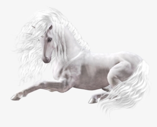 White Black Horse Png - Zaginiony Świat Koni Książka