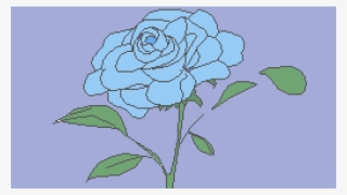 Blue Rose - Floribunda