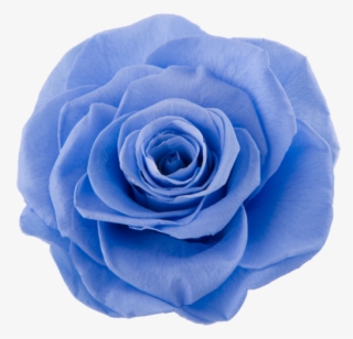Marine Blue - Blue Rose