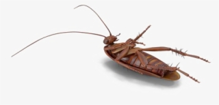 Roach Png Free Download - Mosquito