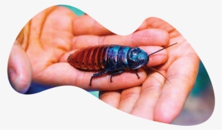 Madg-roach - Madagascar Hissing Cockroach