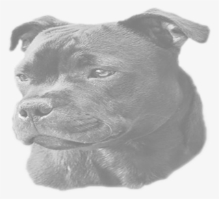 Staffordshire Bull Terrier