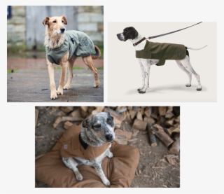 Ultimate Dog Coat Guide - Great Dane