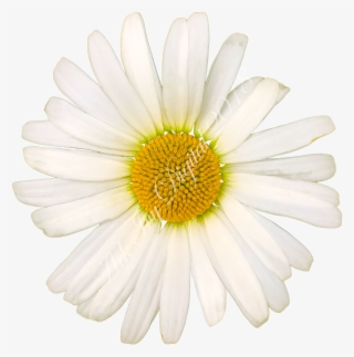 White Daisy - Oxeye Daisy
