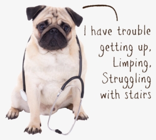 Senior-mobility Issues2 - Pug Dog Stethoscope