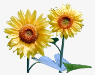 Photoshop Png Frames Wallpapers Designs Flowers - African Daisy