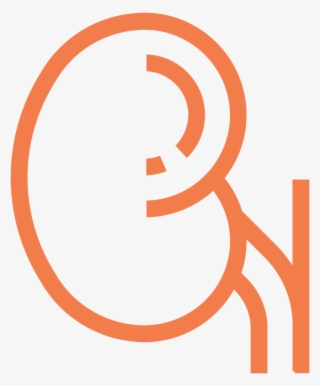Kidney Ecm Cell Culture Substrates - Circle