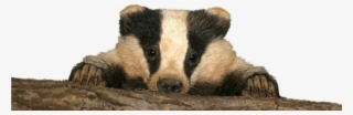 Baby Badger - Badger Baby