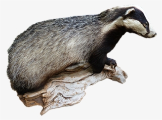 Badger