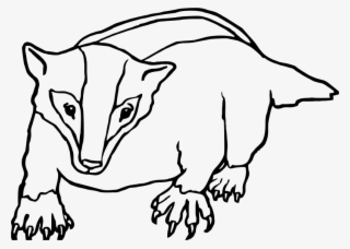 Badger Clipart Black And White - Honey Badger Colouring Pages