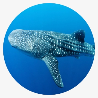 Whale Shark