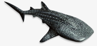 Georgia Aquarium In Downtown Atlanta Georgia Aquarium - Whale Shark