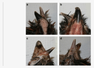 Examples Of Typical Crossed Beak In Appenzeller Barthuhn - Big Brown Bat