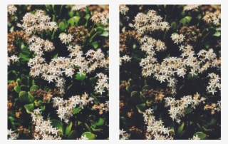 Vsco Left, Darkroom Right - Wild Horsemint