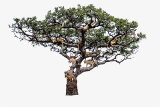 I Will Remove Or Change 10 Pictures Backgrounds - Lake Manyara Tree Climbing Lion