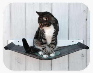 Catipilla Hammock - Tabby Cat