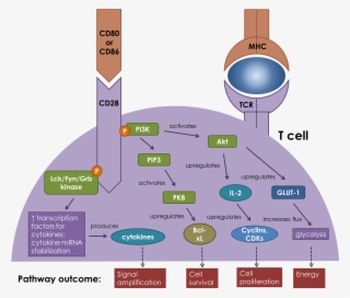 Cd28 Binding Causes A Cascade Of Interactions Which - Cd28 B7 Pathway Cytokines