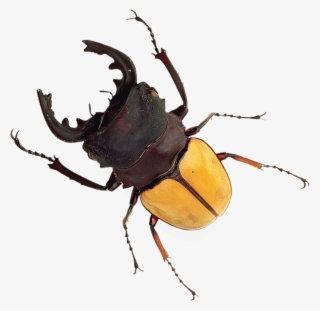 Stag-beetle - Stag Horn Beetle