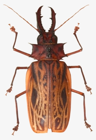 Large Brown Beetle