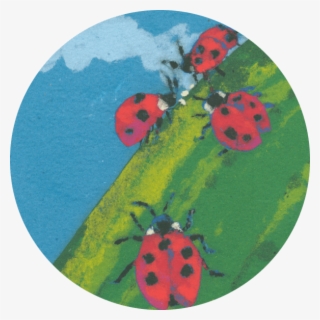 9 - Ladybug