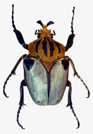 Yellow Striped Beetle