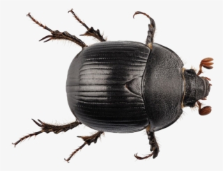 Black Beetle Png Transparent - Geotrupes Stercorarius