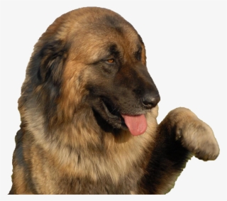 Long-haired Estrela Mountain Dog - Estrela Mountain Dog