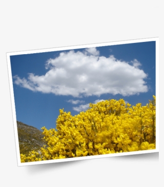 Serra Da Estrela Foto - Canola