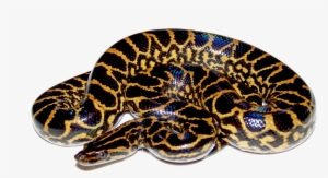Anaconda Png Hd - Anaconda Png