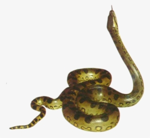 Anaconda - Clip Art