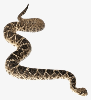 Anaconda Transparent Background - Transparent Background Snake Transparent