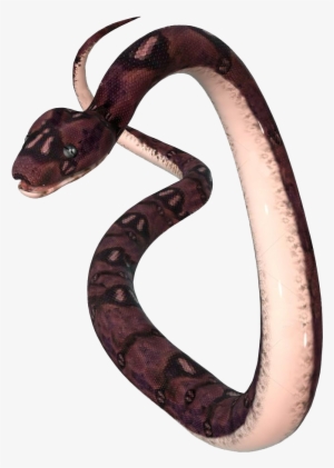 Transparent Anaconda Png