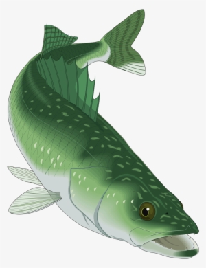 Фотки Crab Shells, Fish Ornaments, Fish Camp, Marin, - Walleye Clip Art