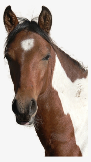 Horse Head Png - Horses Head Png