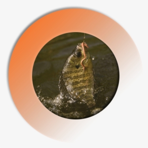 Take Advantage Of This Dnr Awarded Blue Ribbon Trout - Book Worm Report: Book Reports