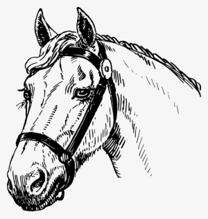 Clipart Black And White Library Big Image Png - Horse Head Drawing Png