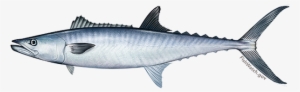 King Mackerel