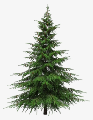 Real Christmas Tree Png - Natural Cut Artificial Christmas Trees