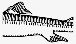Shark Clipart Dogfish - Dogfish Drawing