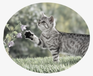 Cute Cat 4k Nature Wallpaper - Nice Picture Of A Cat