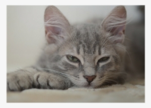 Ephéméride 2014 Une Question De Chats Par Jour - Cartonné