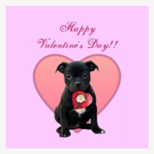 Happy Valentines Day Staffy