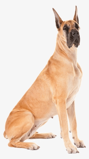Fawn Great Dane Dog Sitting - Variation In Dog Breeds