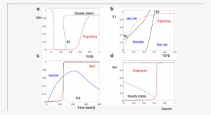 The Dynamic Control Of Shh And Ihh - Diagram