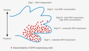 320 × 187 Pixels - Alt Attribute