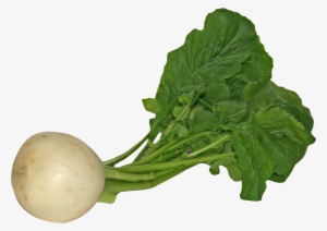 Turnip Png Image1 - Turnip Png