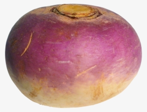 Raphanus Raphanistrum Subsp. Sativus